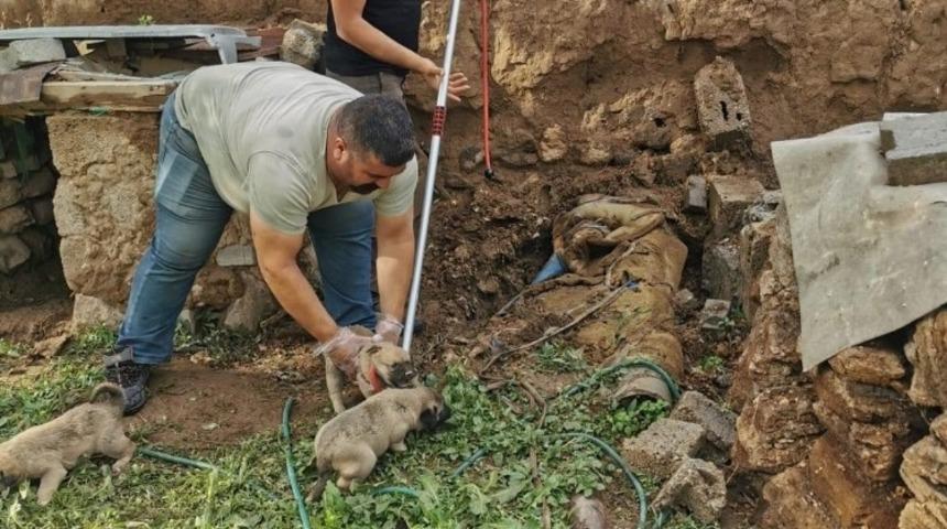 Kuyuya d&uuml;şen 4 yavru k&ouml;pek kurtarıldı