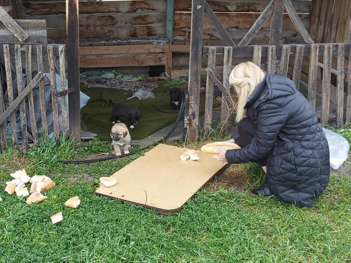 Arpa&ccedil;ay Belediyesi bayramda sokak hayvanlarını unutmadı