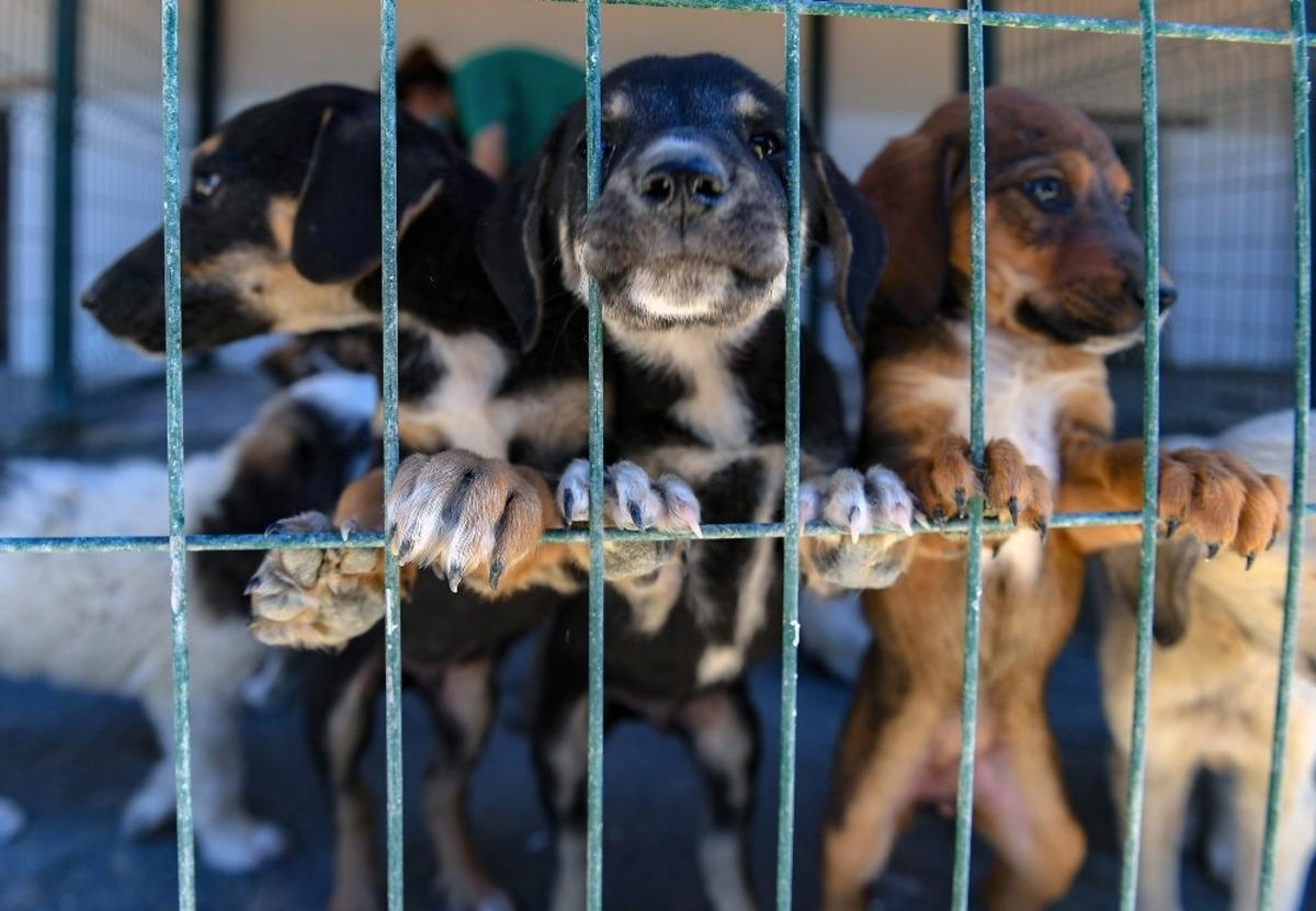 Bayramda hayvanlar unutulmadı