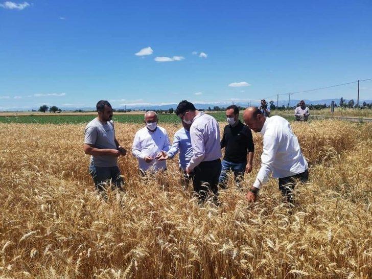 Ceyhan’da rüzgar buğdaya zarar verdi G2