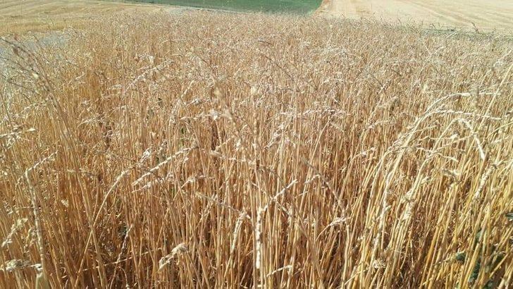 Ceyhan’da rüzgar buğdaya zarar verdi G3