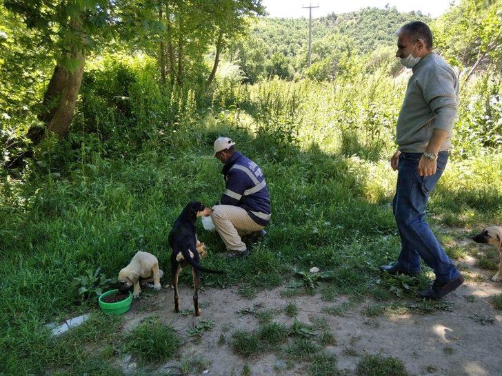 Ramazan Bayramı’nda sokak hayvanları unutulmadı G1