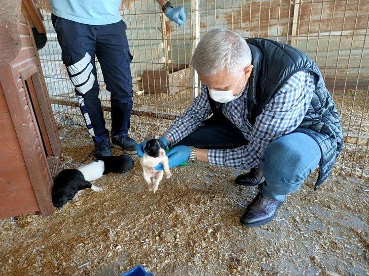 Ramazan Bayramı’nda sokak hayvanları unutulmadı G3