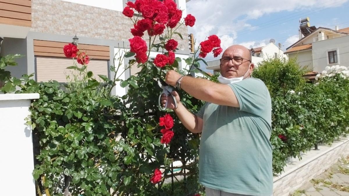 Burhaniyeli vatandaş evini g&uuml;l bah&ccedil;esine &ccedil;evirdi