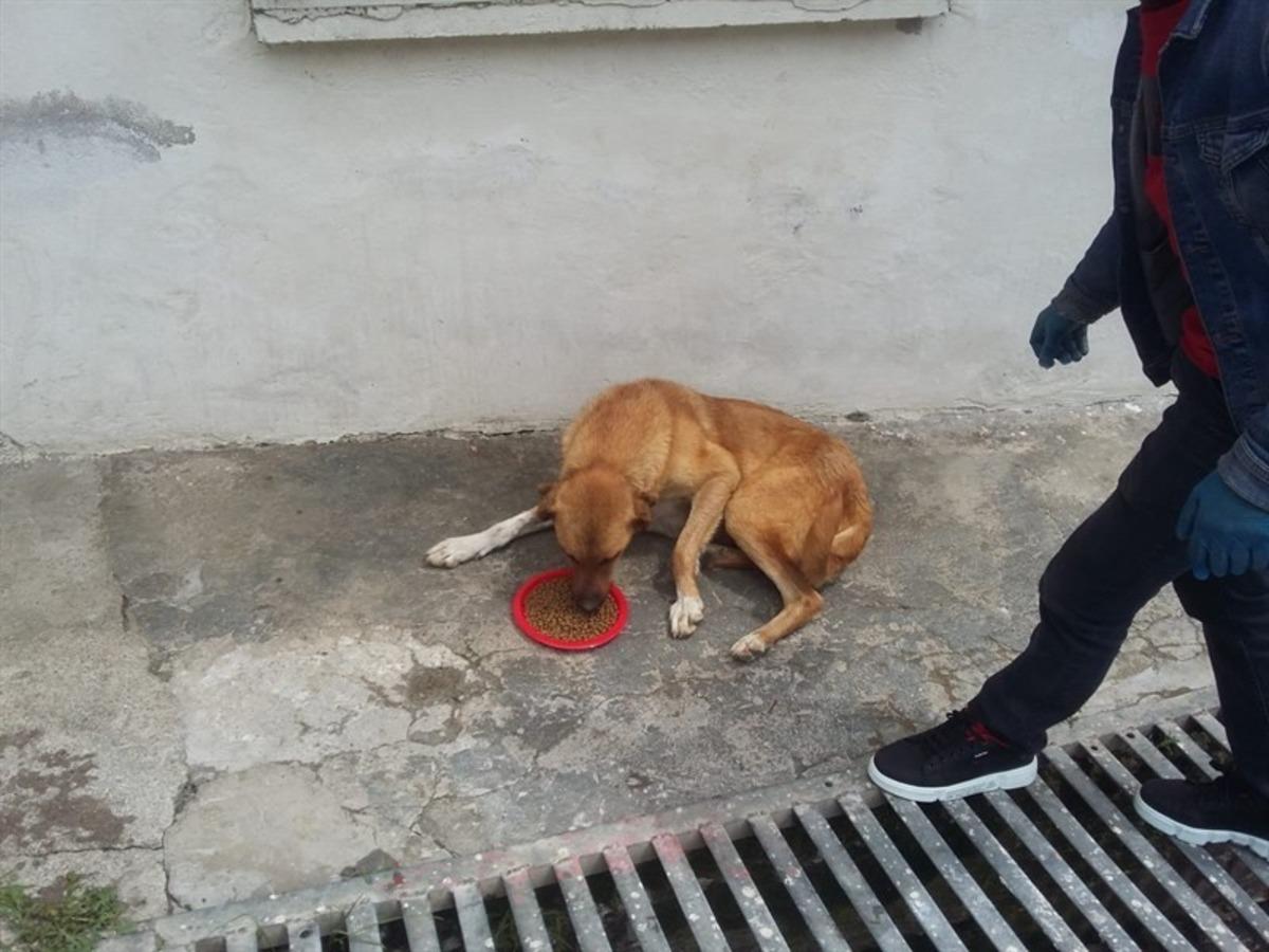 P&uuml;t&uuml;rge&rsquo;de sokak hayvanları unutulmadı