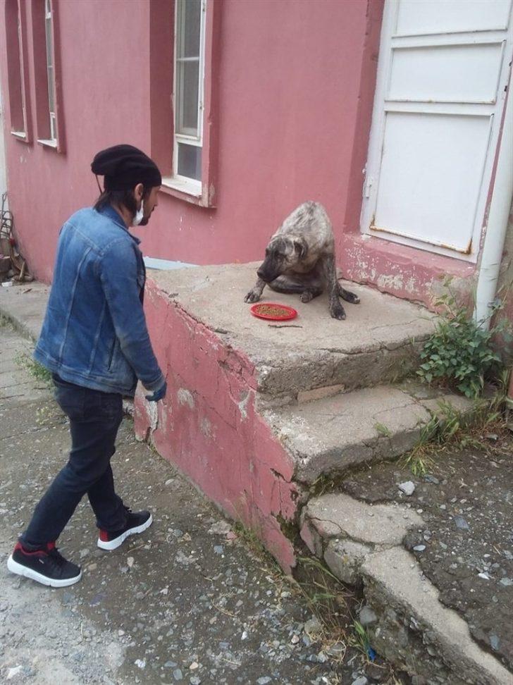 Pütürge’de sokak hayvanları unutulmadı G3