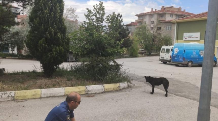 Polisler sokak hayvanlarını besledi