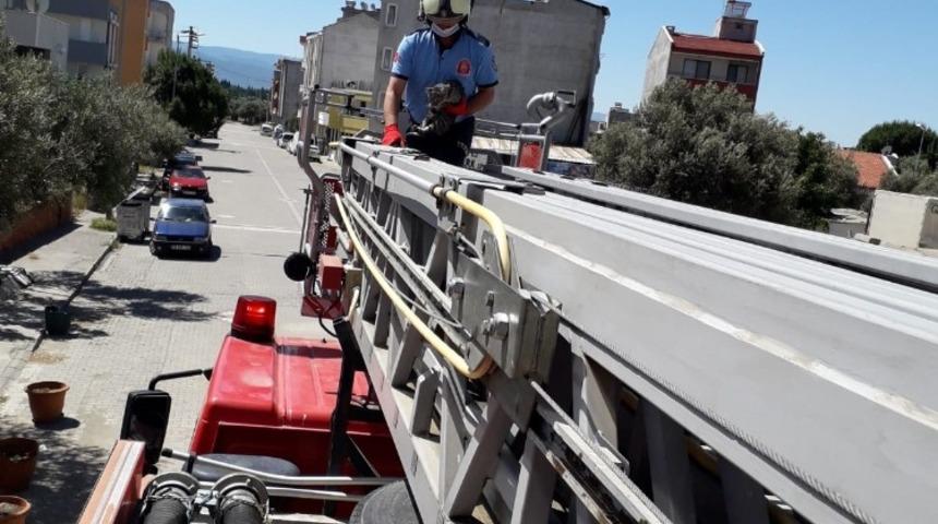İtfaiyeden kedi kurtarma operasyonu