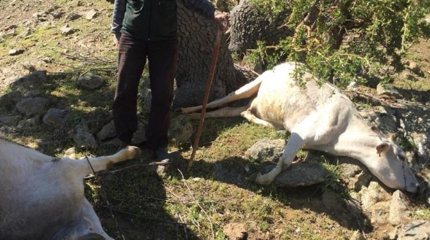 Kulp&rsquo;ta yıldırım d&uuml;şt&uuml;, 6 b&uuml;y&uuml;kbaş hayvan telef oldu