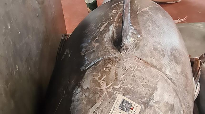 İspanya&rsquo;da 305 kiloluk dev ton balığı yakalandı