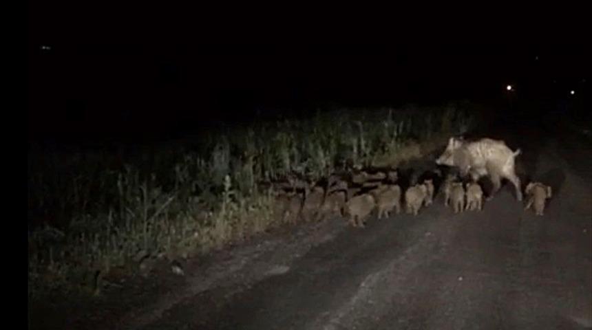 Elazığ'da k&ouml;y yoluna inen domuz s&uuml;r&uuml;s&uuml; g&ouml;r&uuml;nt&uuml;lendi
