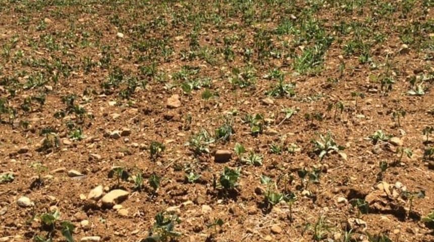 Tufanbeyli&rsquo;de fasulye soğuktan kurudu