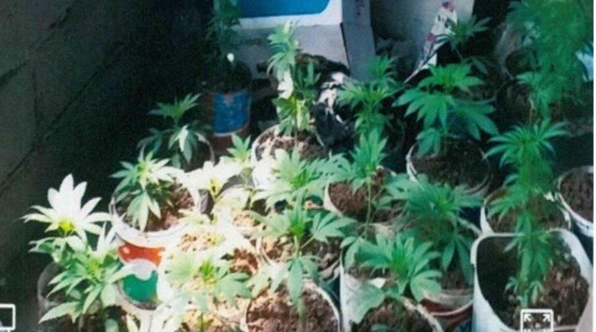 Mersin&rsquo;de saksıda kenevir ele ge&ccedil;irildi