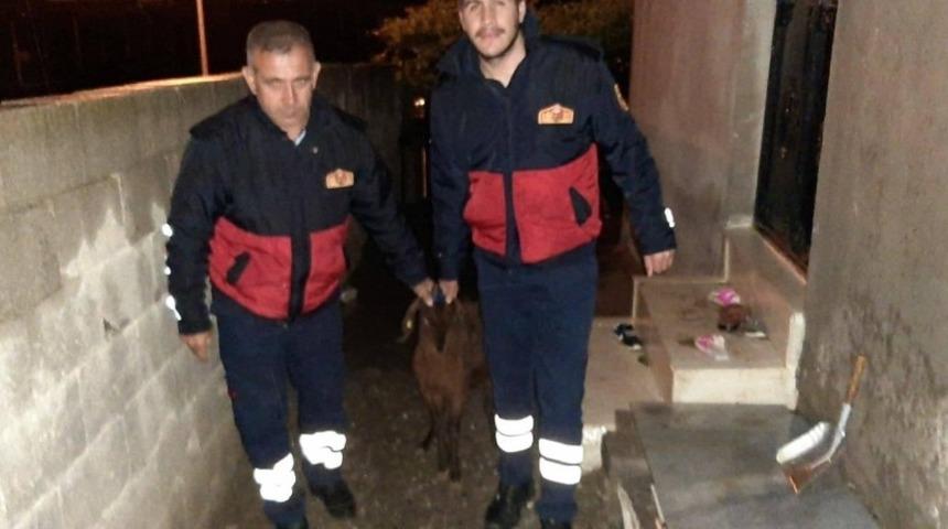 Kayıp ke&ccedil;i sahibine teslim edildi