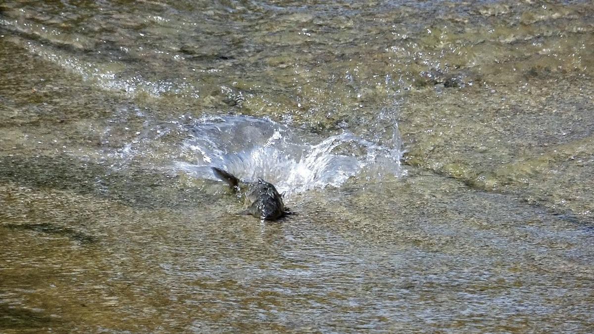 İnsansız doğa balıklara yaradı