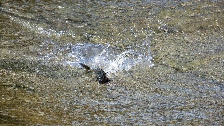 İnsansız doğa balıklara yaradı G1