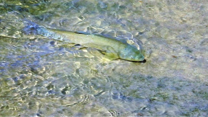 İnsansız doğa balıklara yaradı G2