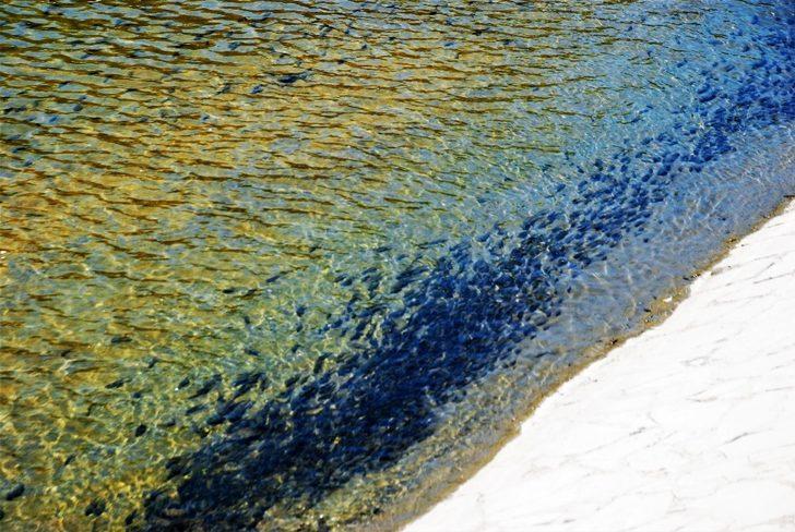 İnsansız doğa balıklara yaradı G4