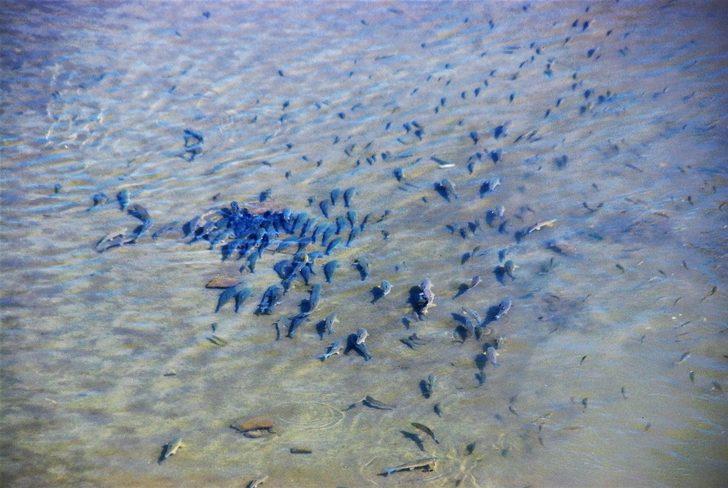 İnsansız doğa balıklara yaradı G5