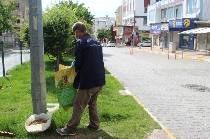 Kahta Belediyesi sokak hayvanlarını unutmadı G2