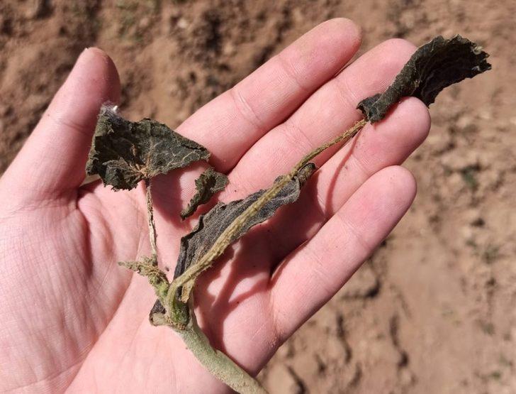 Zirai don TARSİM’in önemini ortaya çıkardı G2