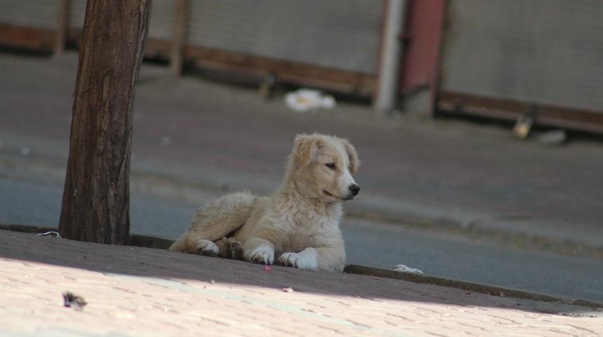 Iğdır&rsquo;da da sokak ve caddeler boş kaldı