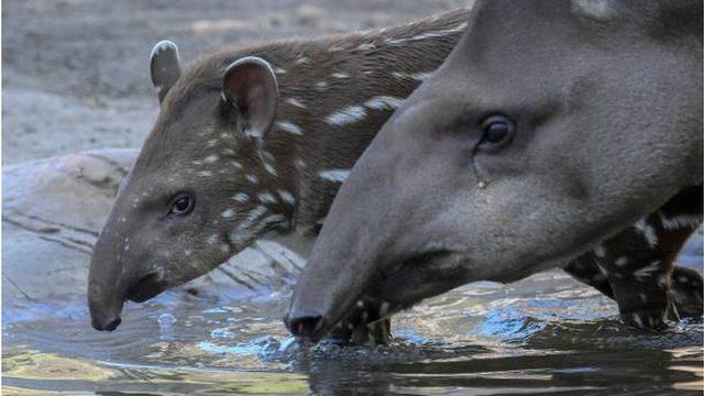 Budapeşte Hayvanat Bahçesinde bir tapir ve yavrusu