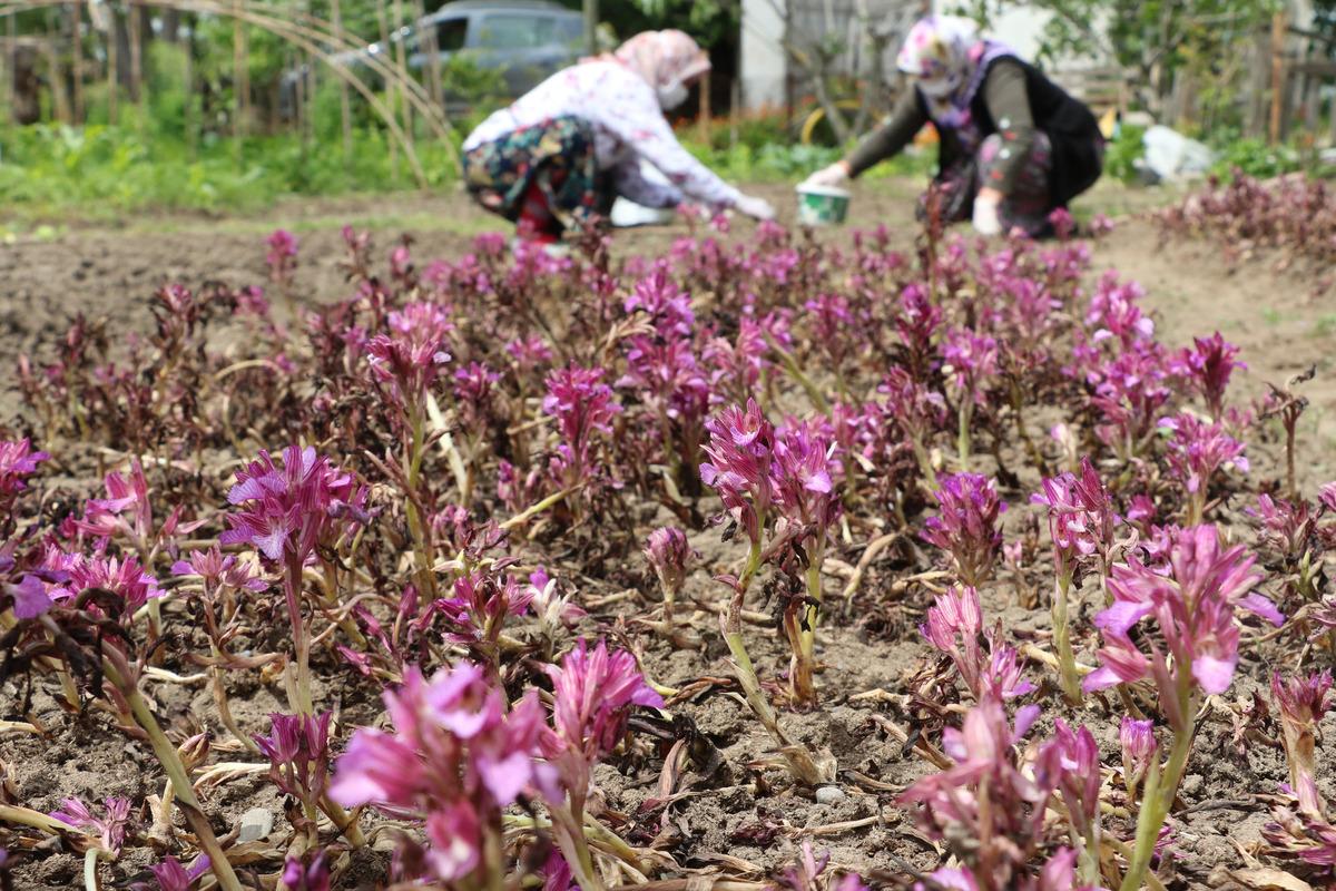 İşlenmiş toz hali 1000 lira olan salebin yaş hali 60 liradan satılıyor