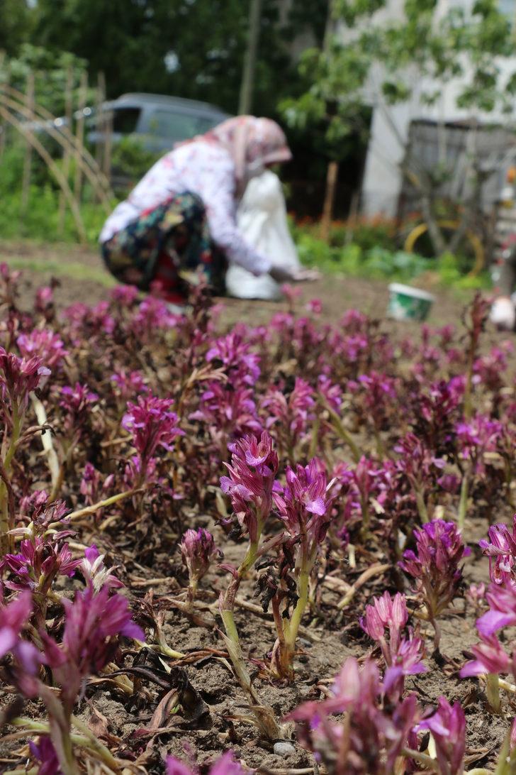İşlenmiş toz hali 1000 lira olan salebin yaş hali 60 liradan satılıyor G2