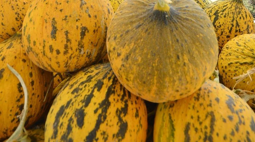 Çeşme kavunu tescilleniyor: Uygun koşullarda 6 aydan fazla dayanıyor