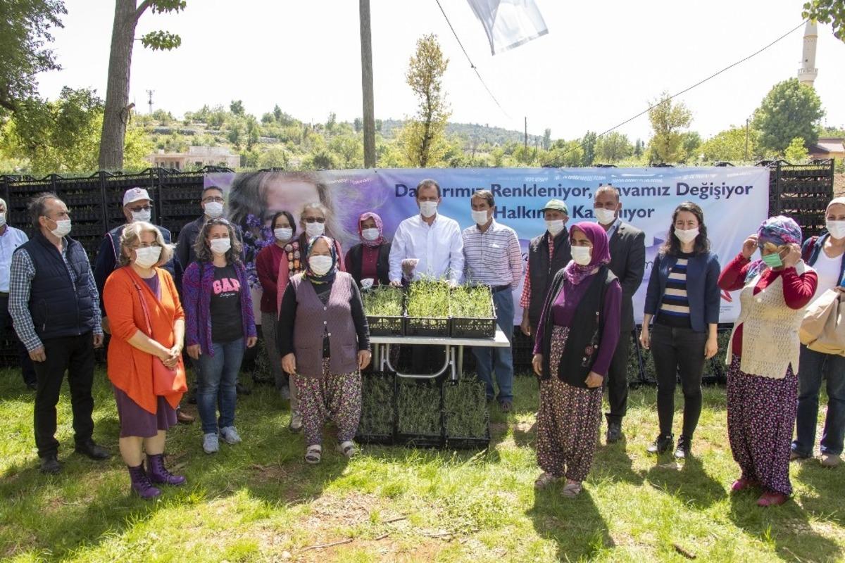 Mersin&rsquo;de 100 bin lavanta fidesi dağıtıldı