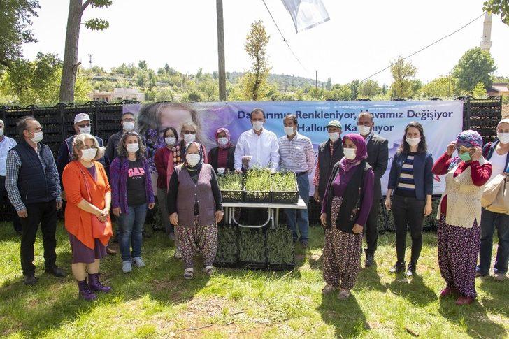 Mersin’de 100 bin lavanta fidesi dağıtıldı G1