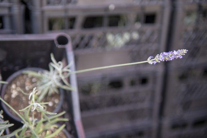 Mersin’de 100 bin lavanta fidesi dağıtıldı G2