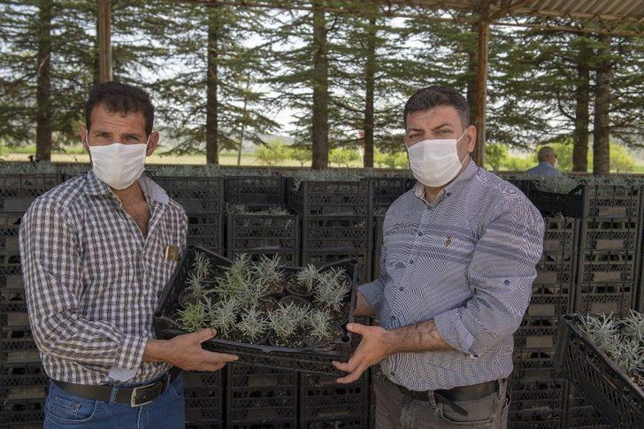 Mersin’de 100 bin lavanta fidesi dağıtıldı G3