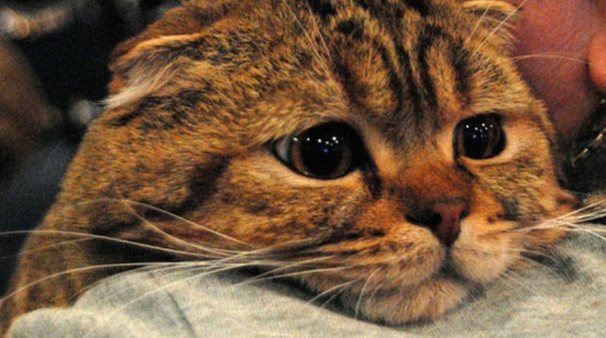 Rusya'da 5 yaşındaki bir kedide koronavirüs çıktı