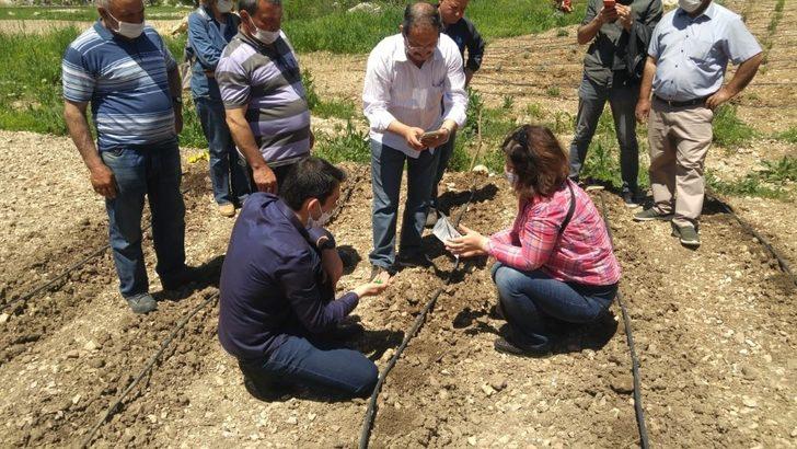 İbradı kekik ile kalkınacak G2