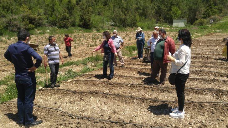 İbradı kekik ile kalkınacak G3