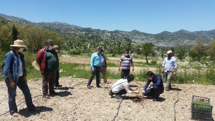 İbradı kekik ile kalkınacak G4