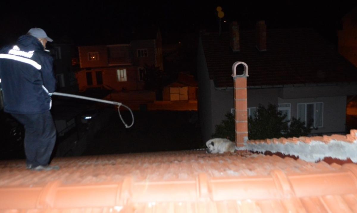 &Ccedil;atıda mahsur kalan k&ouml;pek itfaiye ekiplerince kurtarıldı