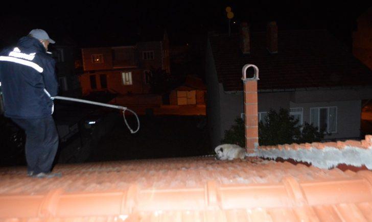 Çatıda mahsur kalan köpek itfaiye ekiplerince kurtarıldı G1