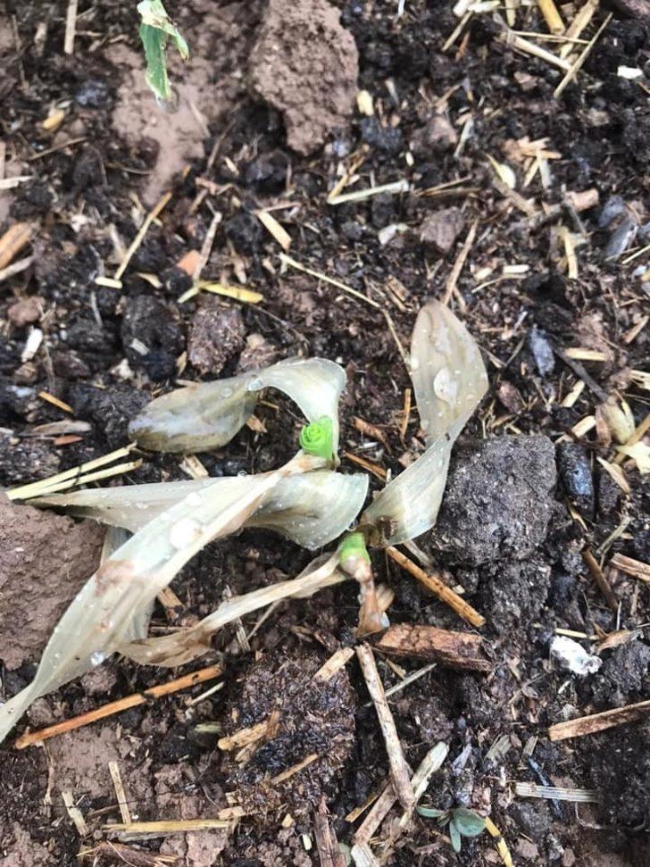 Öğretim üyesi üreticileri uyardı G2