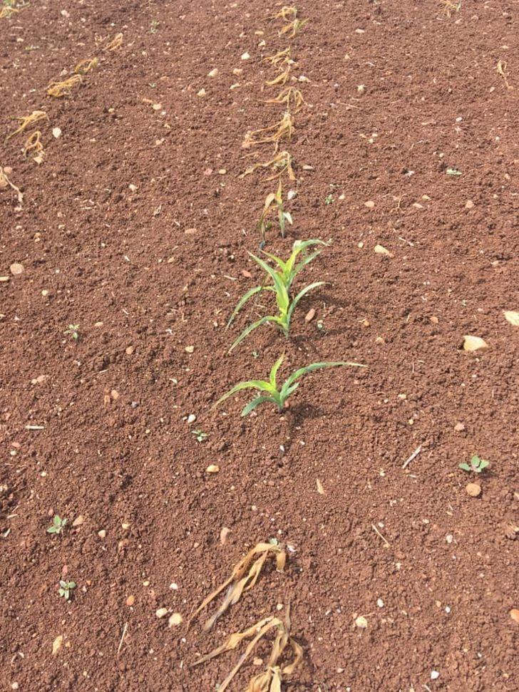 Öğretim üyesi üreticileri uyardı G3