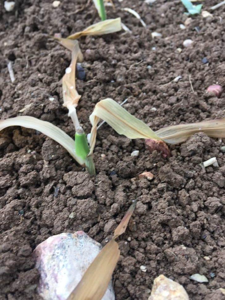 Öğretim üyesi üreticileri uyardı G4