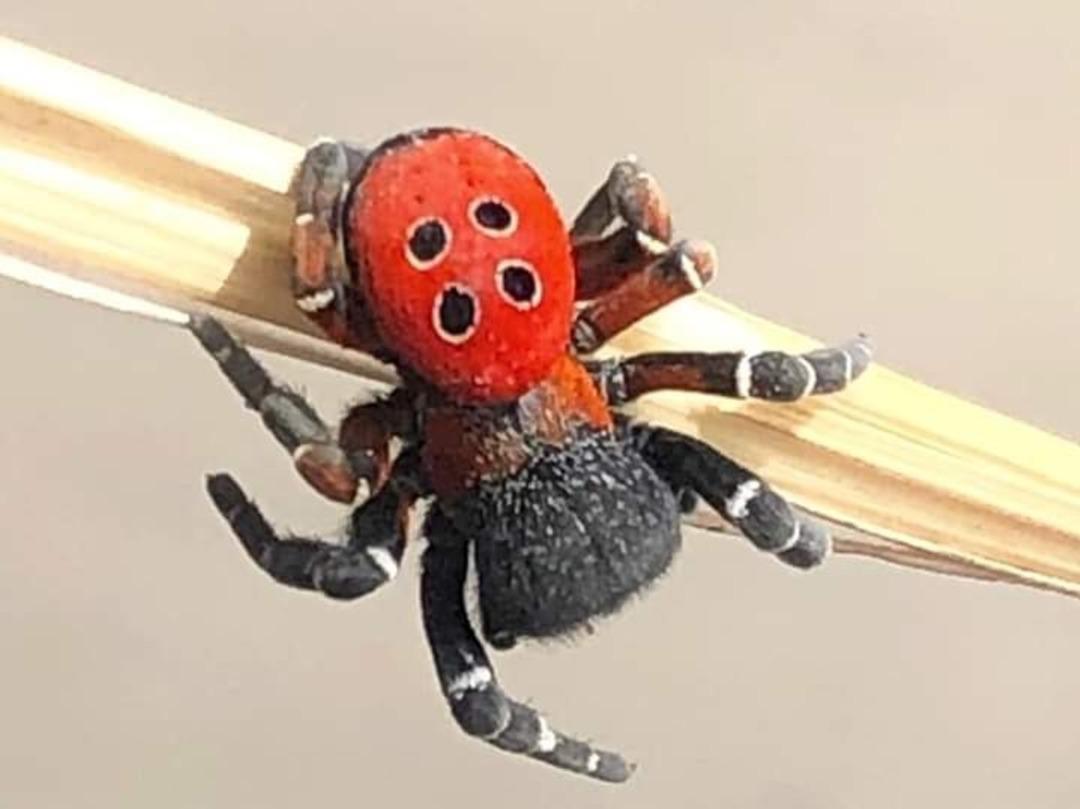 Başta uğur b&ouml;ceği zannetti, ger&ccedil;ek sonradan ortaya &ccedil;ıktı!