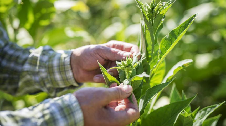 T&uuml;t&uuml;n koronavir&uuml;sle m&uuml;cadelede yardımcı olabilir mi?