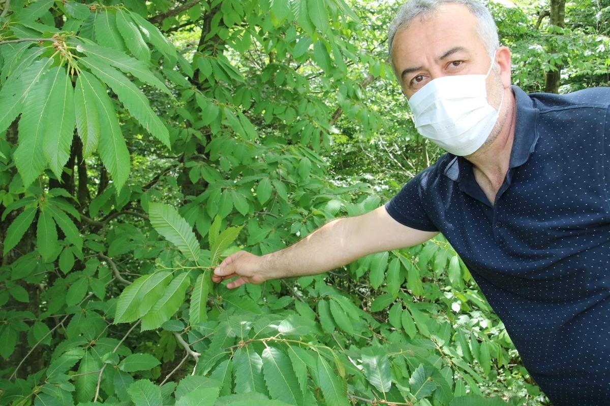 D&uuml;zce'de 'gal arısı' alarmı