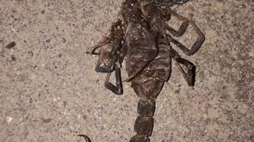 Akrepler çoğaldı köylüler paniğe kapıldı