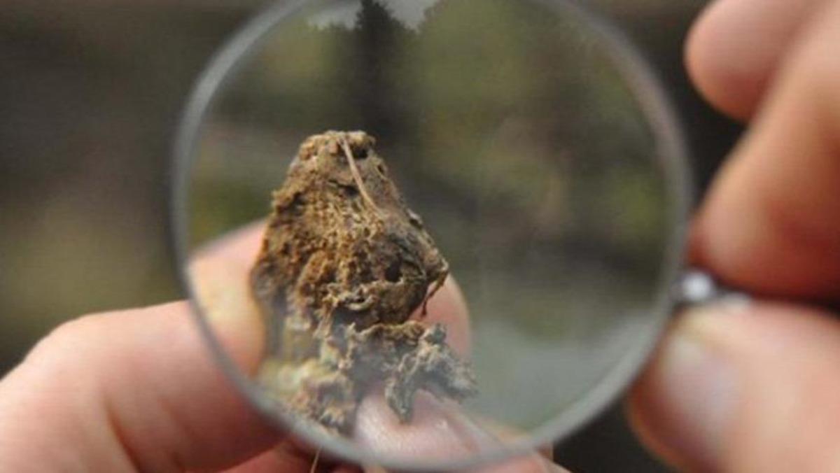 'Katil arı' Gal arısı Zonguldak'ta da ortaya &ccedil;ıktı