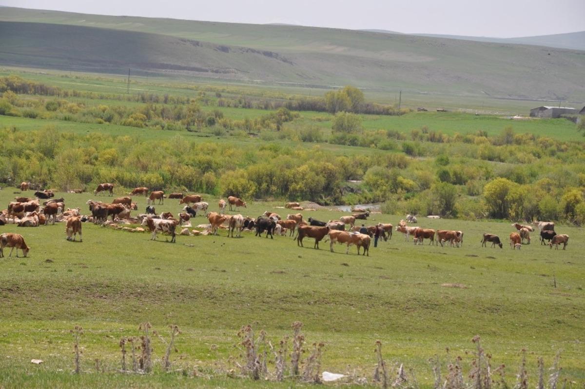Kars&rsquo;ta b&uuml;y&uuml;kbaş ve k&uuml;&ccedil;&uuml;kbaş hayvanlar meralara &ccedil;ıkarıldı
