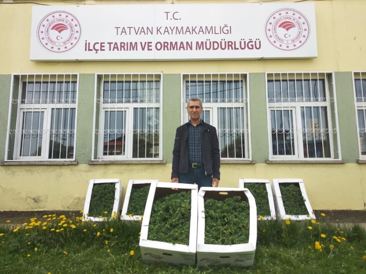 Tatvan&rsquo;da bin adet domates fidelerinin dikimine başlandı